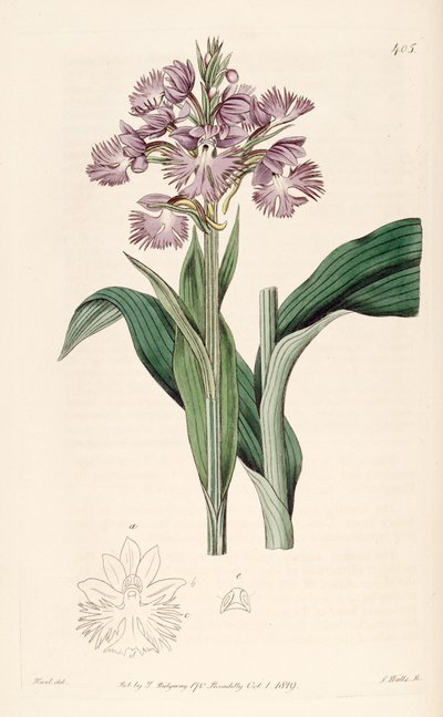 Illustration von Platanthera grandiflora (als syn. Habenaria fimbriata) von Jams  Watts